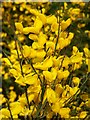 Broom at Coupar Angus