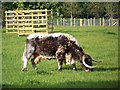 Longhorn cow at Largham