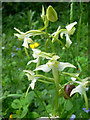 SX8881 : The snail and the Butterfly Orchid by paul dickson