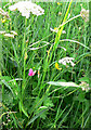 Grass Vetchling