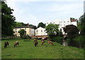 Sheep grazing beside the River Bure