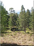 NN5655 : Scots pines, Black Wood of Rannoch by Richard Webb
