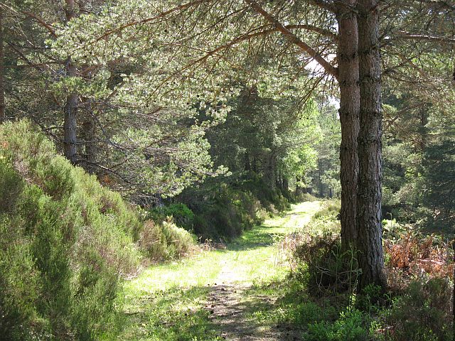 Path, Blackwood of Rannoch