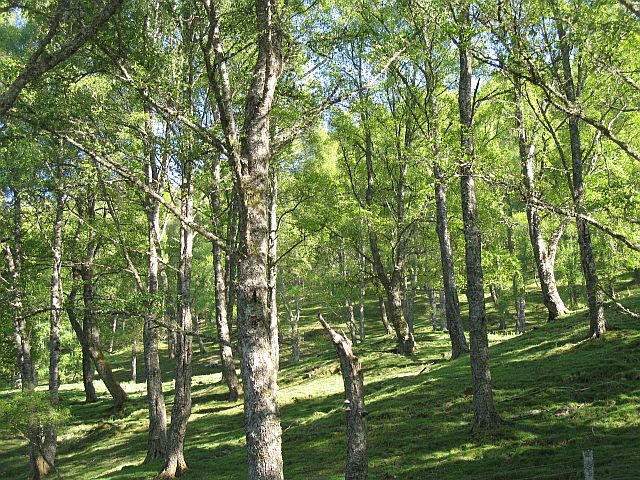 Birchwoods below Meall Dearg