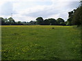 Footpath heading under pylons