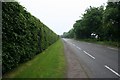 Beech hedge past the Ministry