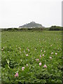 Potato field at Newtown