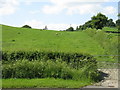 Brook House Farm sheep