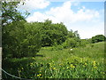 Wetland in the Beuno valley