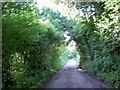 Tunnel of trees