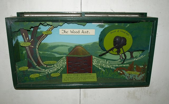 Life of the Wood Ant