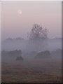SU2815 : Winter dusk, New Forest by David Martin