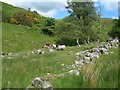 Sheep By Dobbingstone Burn