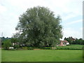 Large specimen alder