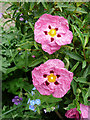 Cistus spp., or Rock Rose