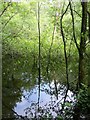 Trees in water, Yarner Wood