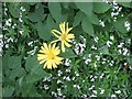 Hedgerow flowers in June