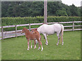 Foals at Bridge Farm