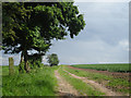 Farm track beside the crops