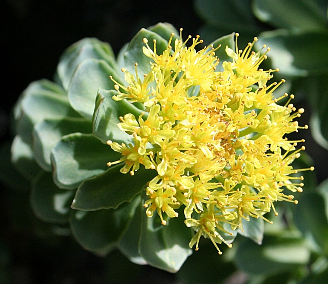 Roseroot (Sedum rosea) © Anne Burgess cc-by-sa/2.0 :: Geograph Britain ...