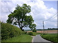 Ash tree by the entrance to Pightle Farm