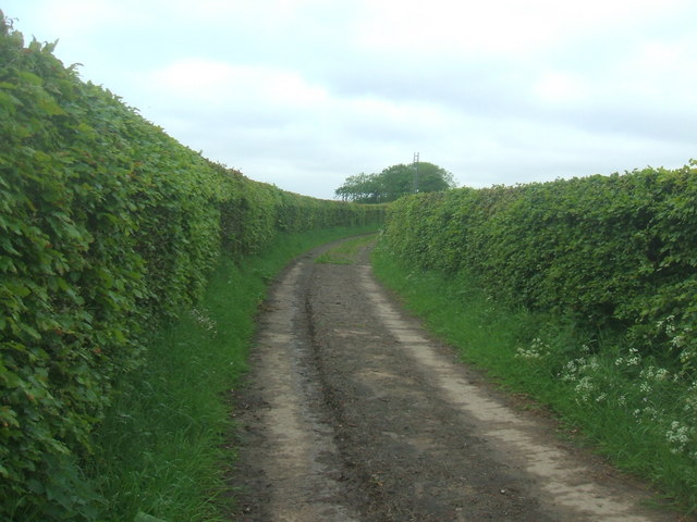 Hedged road between  Greenhill and Newmill