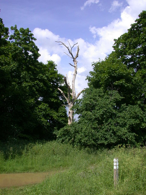 Dead tree by Icknield Way
