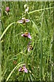 Bee orchid, Aller Brook Local Nature Reserve