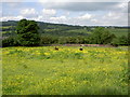 Colourful Fields near Llanfynydd.