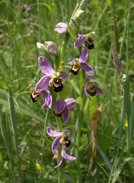 Bee orchids, Aller Brook Local Nature Reserve