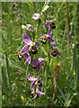 SX8771 : Bee orchids, Aller Brook Local Nature Reserve by Derek Harper