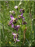 SX8771 : Bee orchids, Aller Brook Local Nature Reserve by Derek Harper
