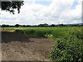 Fields at Gilbert