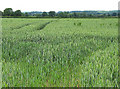 SO7324 : Ripening wheat near Caerwents by Pauline E