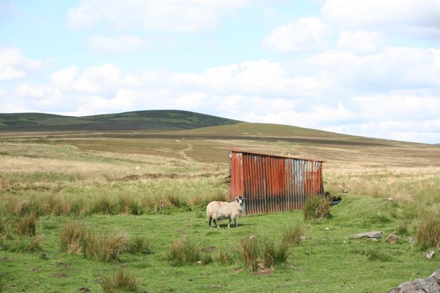 Even sheep need sheds on moorland at Corsenside