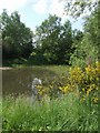 Pool - Fibbersley Local Nature Reserve