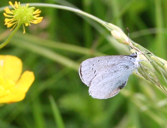 Small blue butterfly (Cupido minimus)