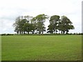 Berrybrae Stone Circle