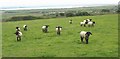 Blackfaced sheep at Bryn Hyfryd Farm