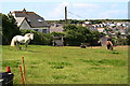 Horses Grazing by Trenwith Lane