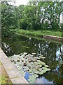 Water lilies, Five Locks Basin