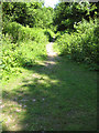 Woodland path north to Dancing Green