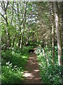 Path Through The Gallows Brae Woods