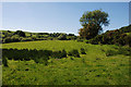 Field near the head of Cwm Tawe