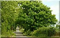 The Ballyquintin Road near Portaferry