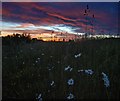 Roadside flora at Sunset