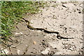 Grass Snake on the Path