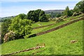 Pasture, Below Hutton Garth