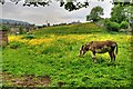 Donkey Pasture, Reeth