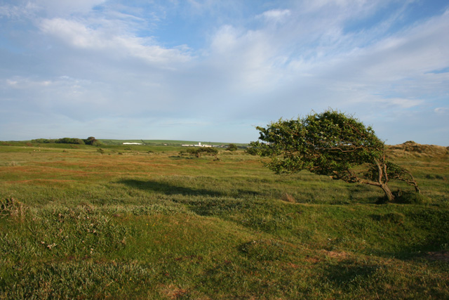 Wind-shaped hawthorn near Sandscale Haws